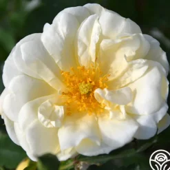 Gardenia>Heirloom Roses Best