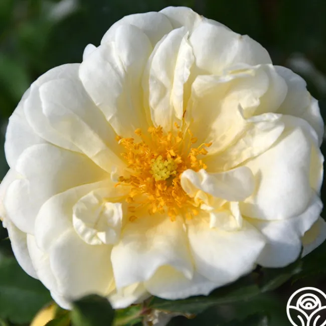Gardenia>Heirloom Roses Best
