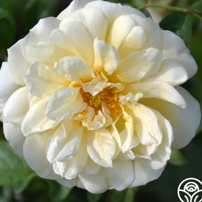 Gardenia>Heirloom Roses Best