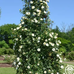 Gardenia><noscript><img width=
