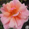 Gee Whiz>Heirloom Roses Online
