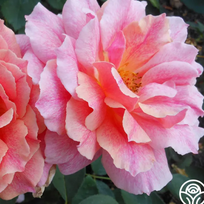 Gee Whiz>Heirloom Roses Online