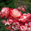 Gemini®>Heirloom Roses Online