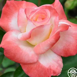 Gemini®>Heirloom Roses Online