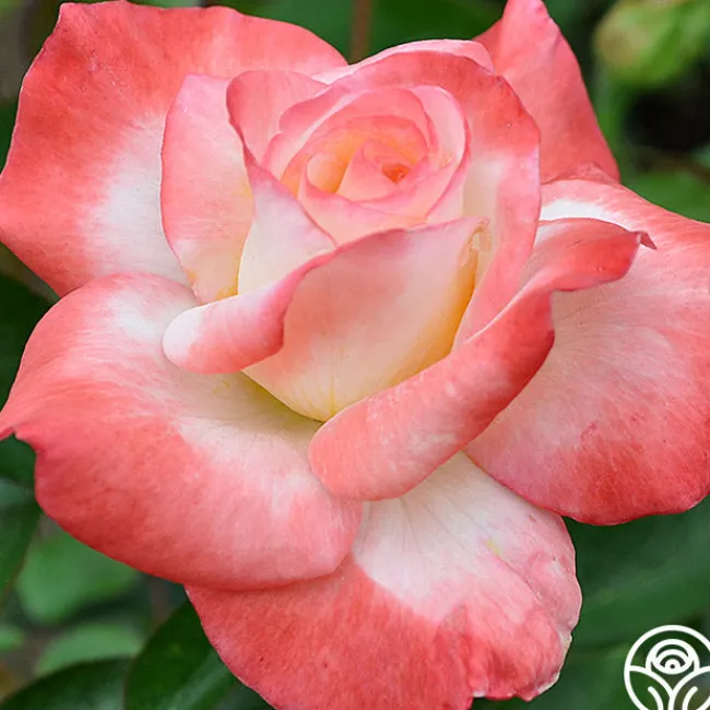 Gemini®>Heirloom Roses Online