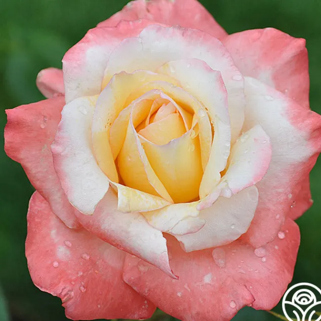 Gemini®>Heirloom Roses Online