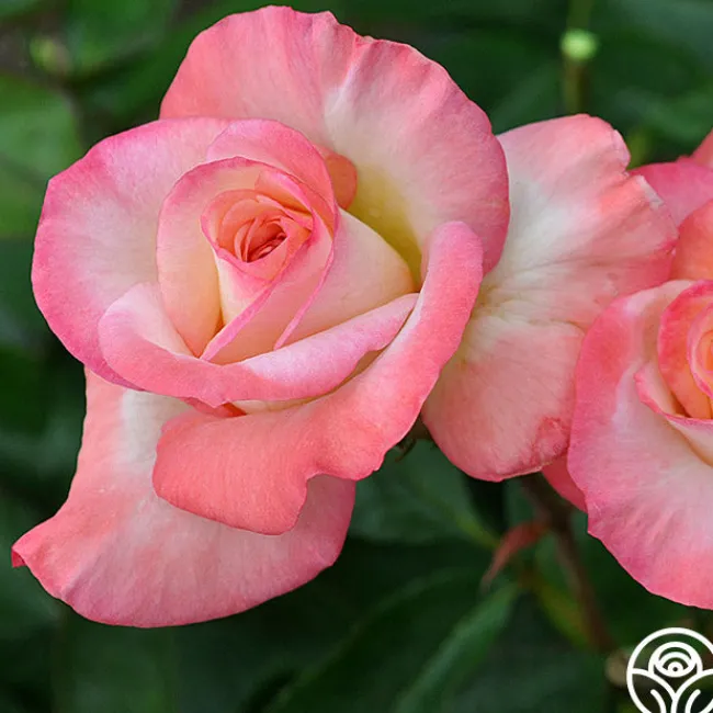 Gemini®>Heirloom Roses Online
