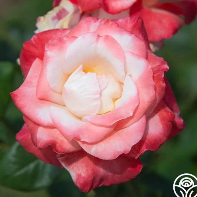 Gemini®>Heirloom Roses Online