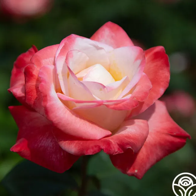 Gemini®>Heirloom Roses Online