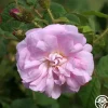 General Kleber>Heirloom Roses New