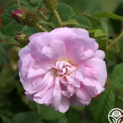 General Kleber>Heirloom Roses New