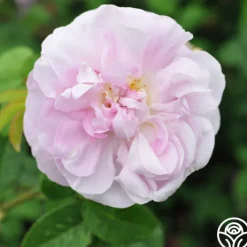 General Kleber>Heirloom Roses New
