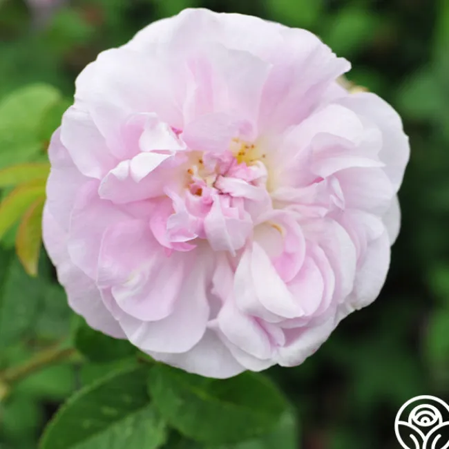 General Kleber>Heirloom Roses New