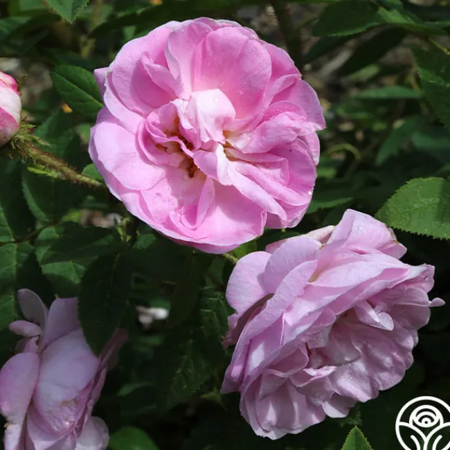 General Kleber>Heirloom Roses New