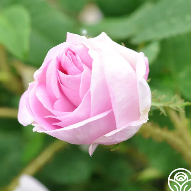 General Kleber>Heirloom Roses New