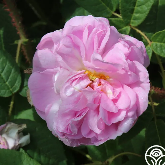 General Kleber>Heirloom Roses New