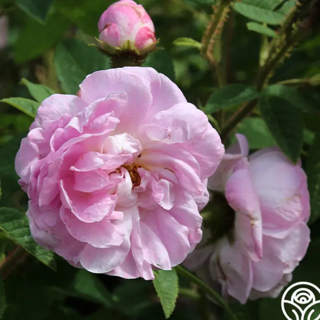 General Kleber>Heirloom Roses New