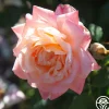 Generosity™>Heirloom Roses New