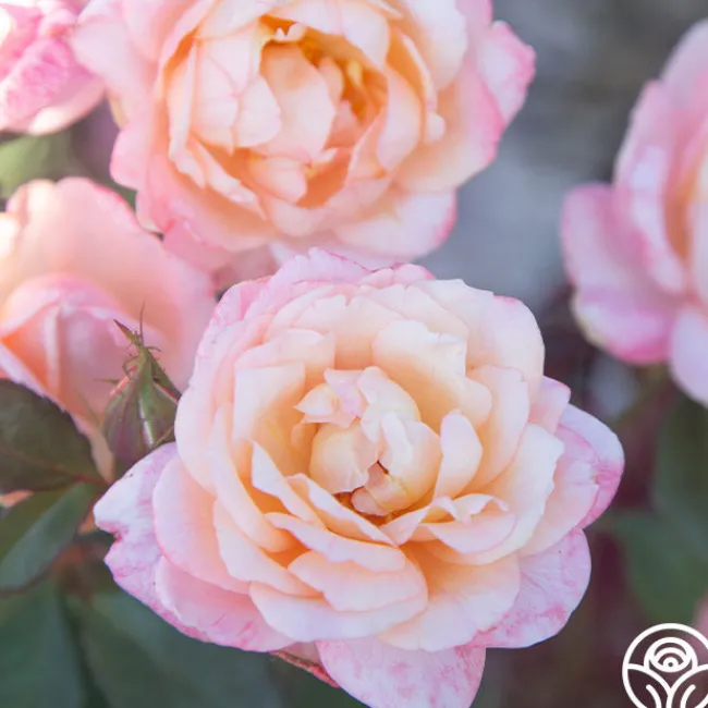 Generosity™>Heirloom Roses New