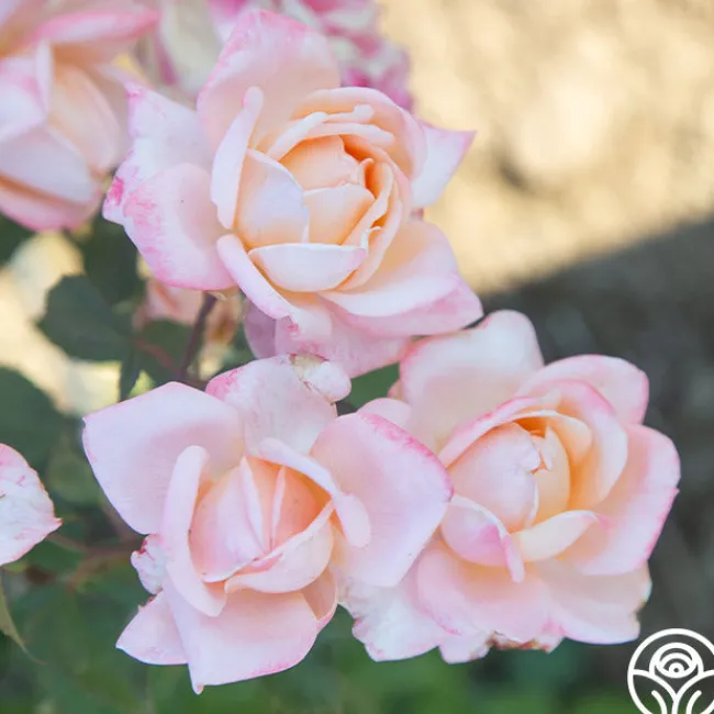 Generosity™>Heirloom Roses New
