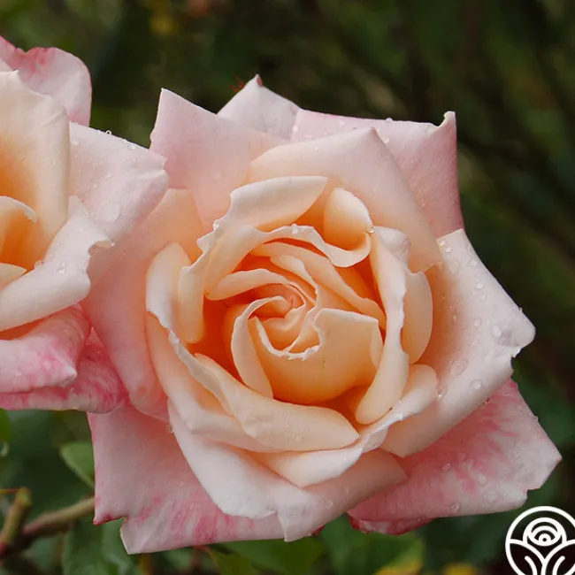 Generosity™>Heirloom Roses New