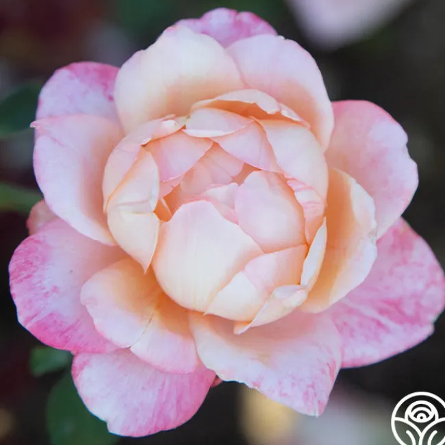 Generosity™>Heirloom Roses New