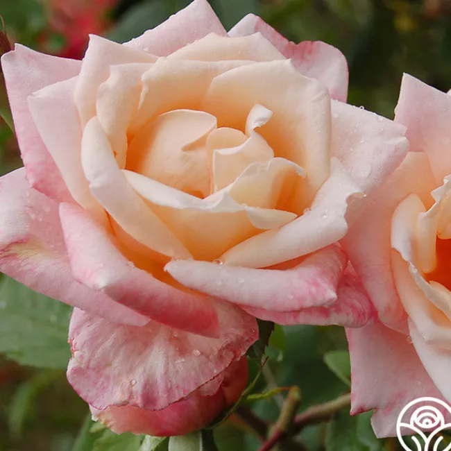 Generosity™>Heirloom Roses New