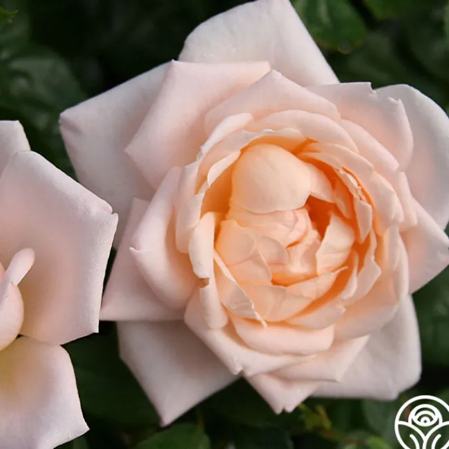 Generosity™>Heirloom Roses New