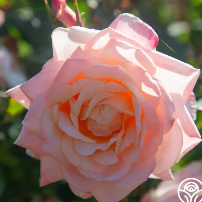 Generosity™>Heirloom Roses New