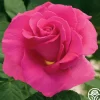 Gentle Giant™>Heirloom Roses Sale