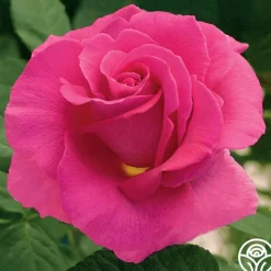 Gentle Giant™>Heirloom Roses Sale
