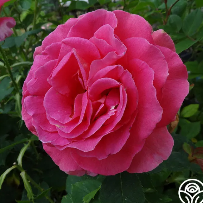 Gentle Giant™>Heirloom Roses Sale
