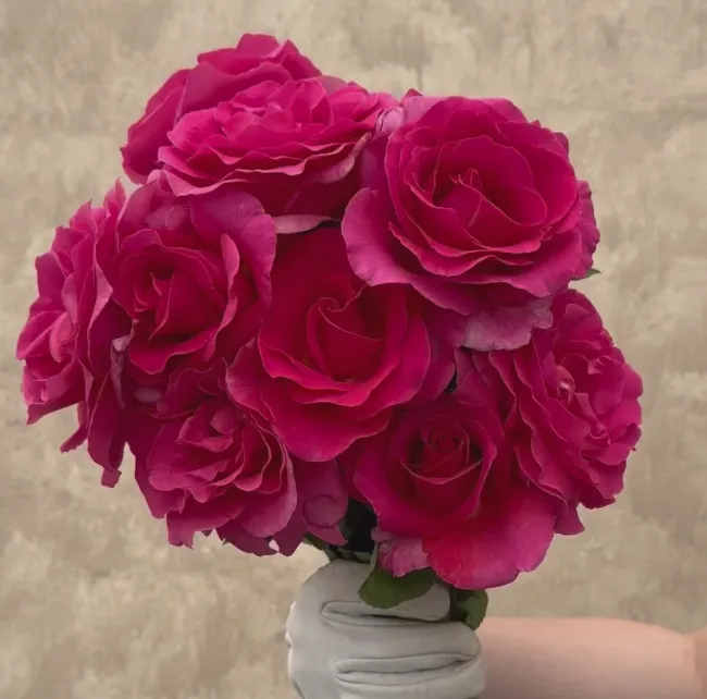 Gentle Giant™>Heirloom Roses Sale