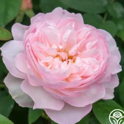 Gentle Hermione®>Heirloom Roses Outlet