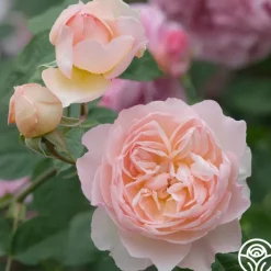 Gentle Hermione®>Heirloom Roses Outlet