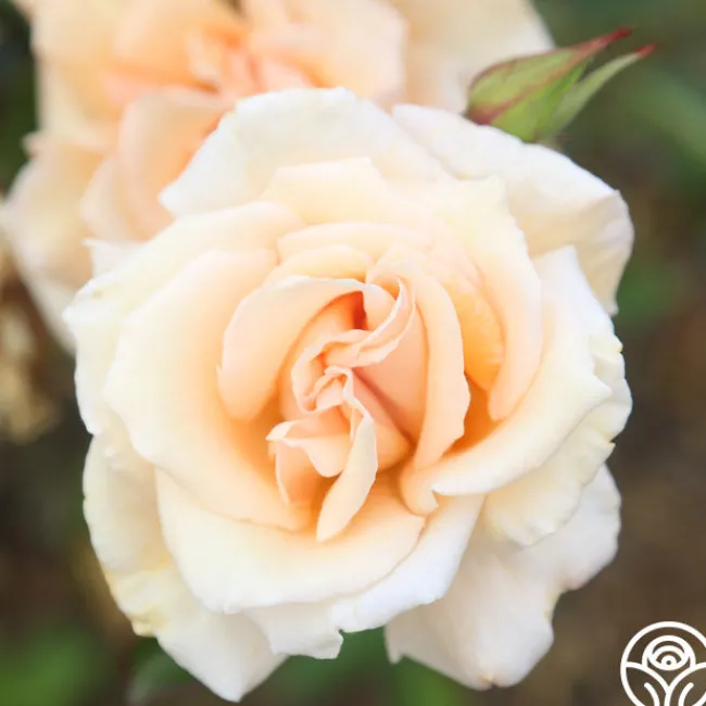 Gentle Persuasion™>Heirloom Roses Clearance