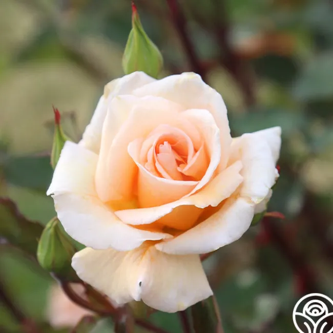 Gentle Persuasion™>Heirloom Roses Clearance