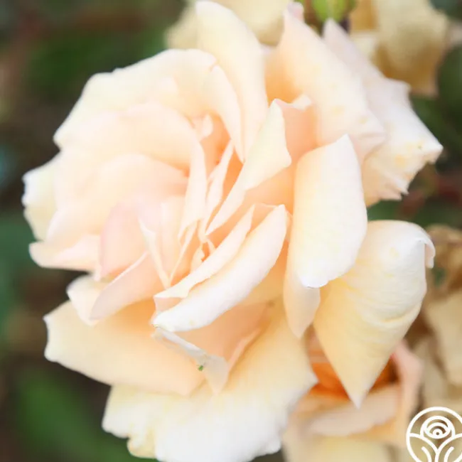 Gentle Persuasion™>Heirloom Roses Clearance