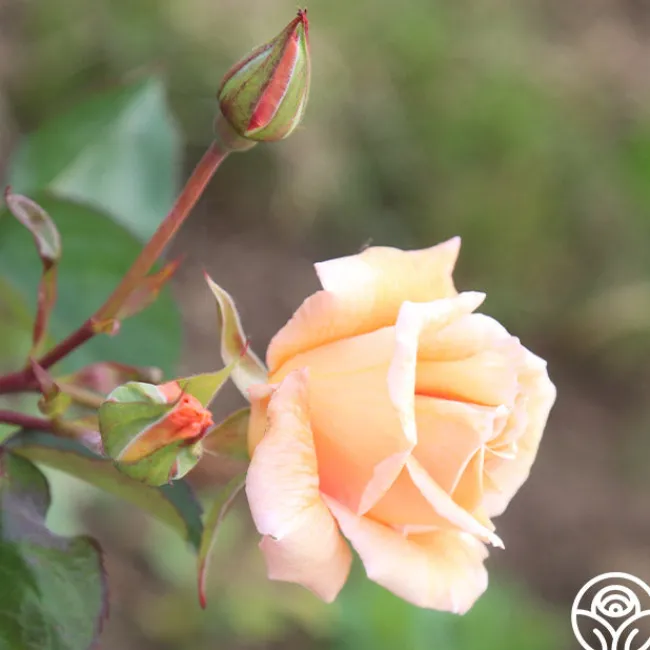 Gentle Persuasion™>Heirloom Roses Clearance