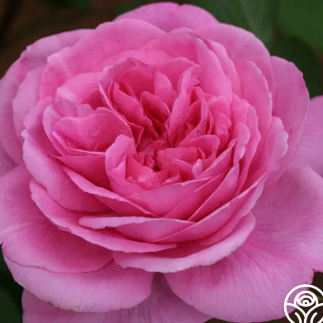 Gertrude Jekyll®>Heirloom Roses Sale