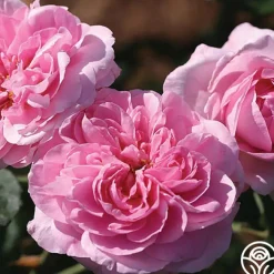 Gertrude Jekyll®><noscript><img width=