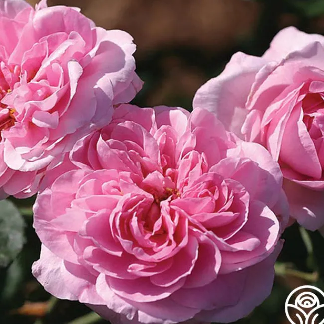 Gertrude Jekyll®>Heirloom Roses Sale