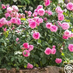 Gertrude Jekyll®><noscript><img width=