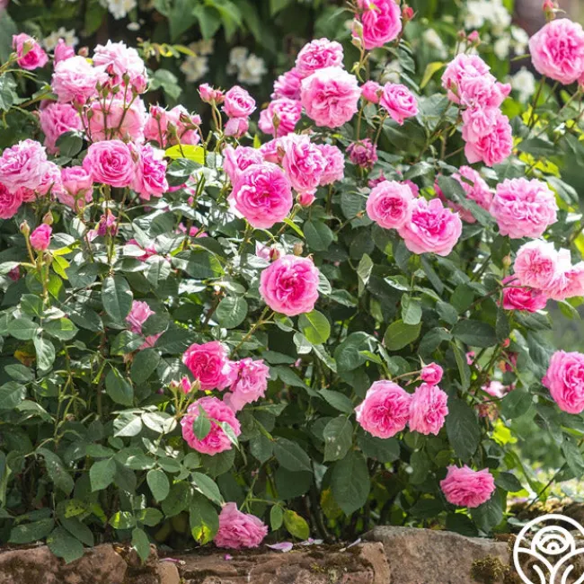 Gertrude Jekyll®>Heirloom Roses Sale