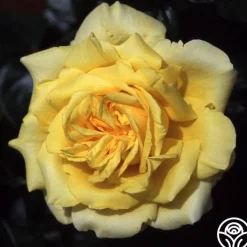 Gina Lollobrigida®>Heirloom Roses Sale