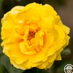 Gina Lollobrigida®>Heirloom Roses Sale
