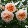 Ginger Syllabub™>Heirloom Roses Online
