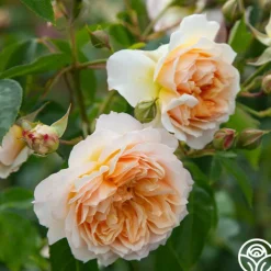 Ginger Syllabub™><noscript><img width=