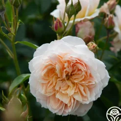Ginger Syllabub™><noscript><img width=