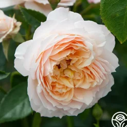Ginger Syllabub™><noscript><img width=